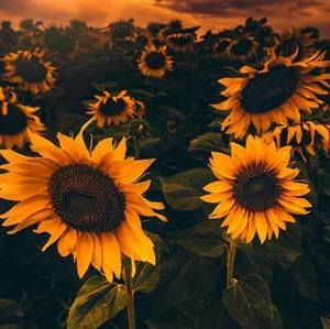 Meet your Posher, Carlee